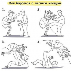 клещ.jpg